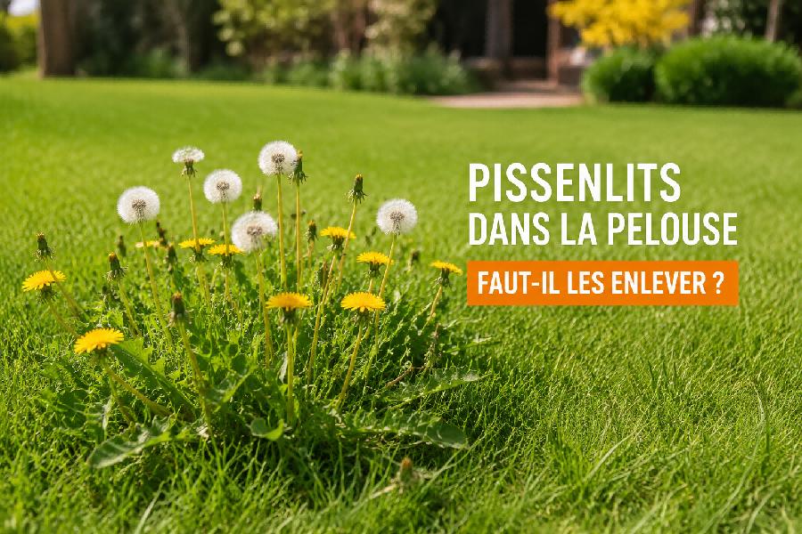 pelouse pissenlits faut il enlever jardin france