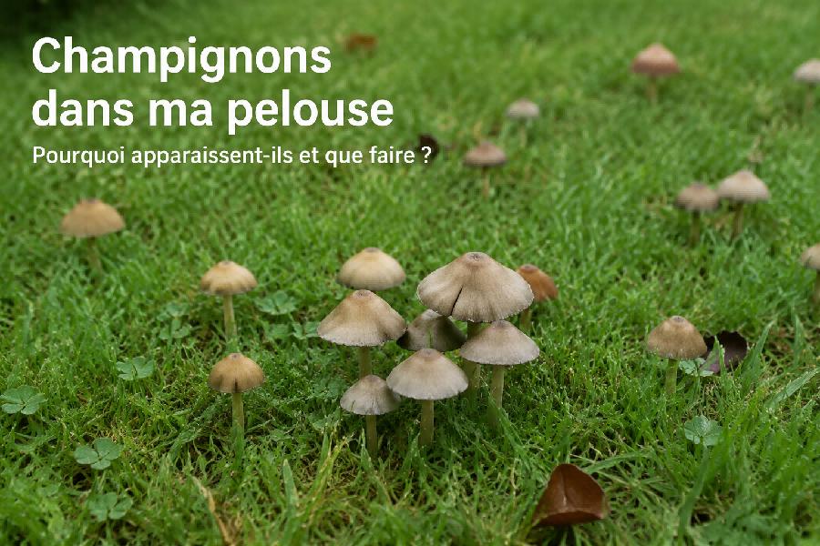 champignons pelouse humide apres pluie