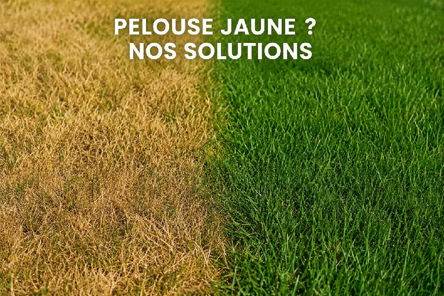 pelouse jaune vs pelouse verte saine ete