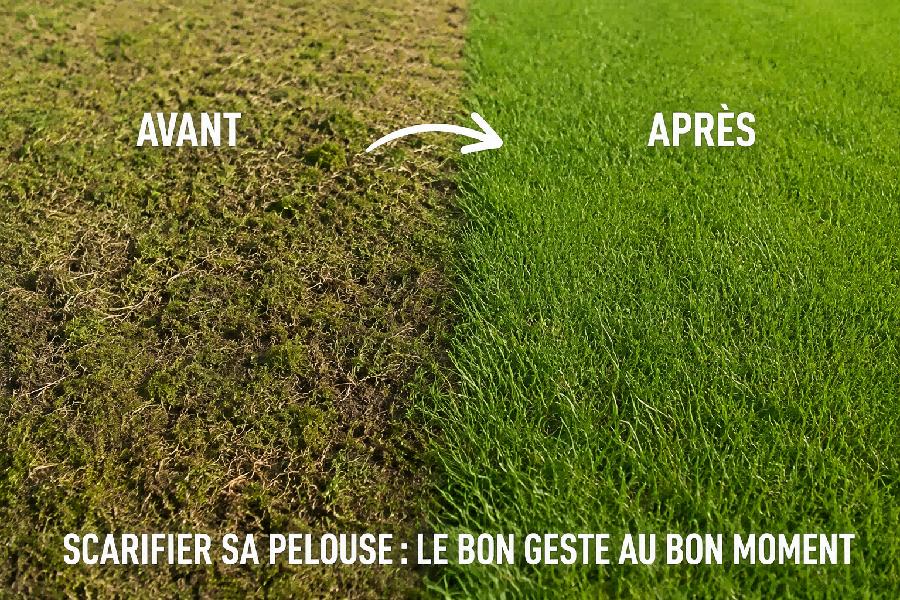 pelouse avant apres scarification gazon dense vert