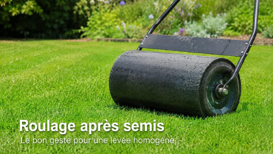 roulage pelouse apres semis sol humide jardin