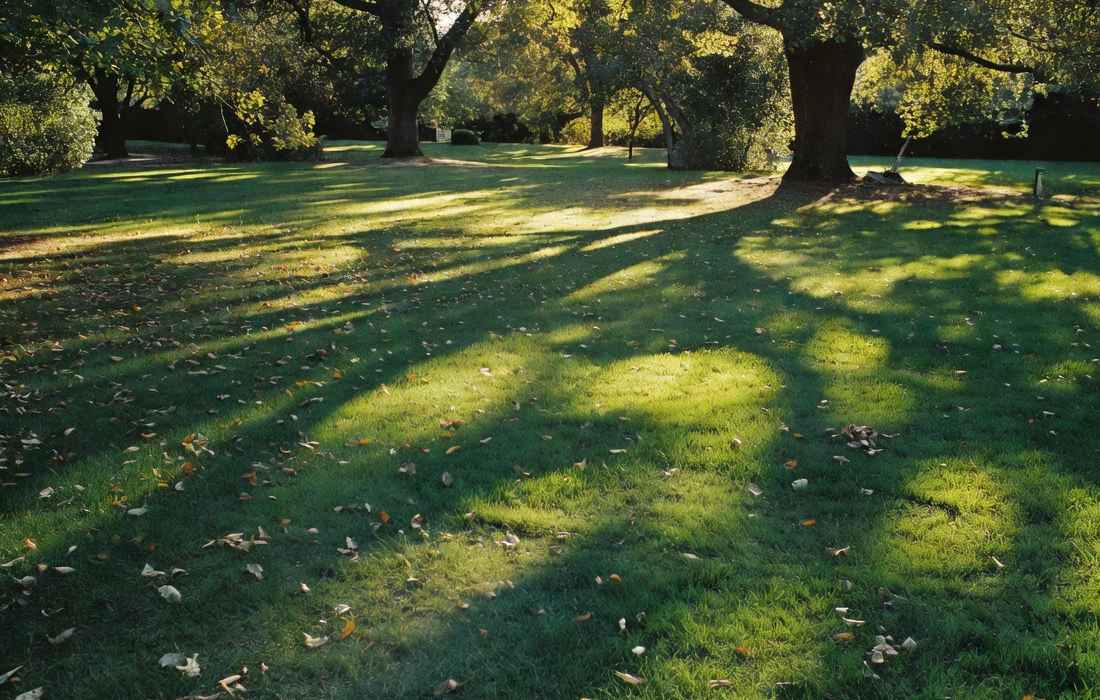 shaded green lawn with trees