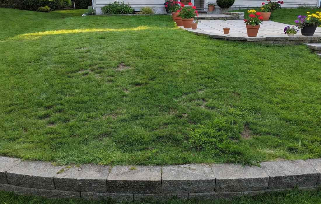 fix brown spots in lawn