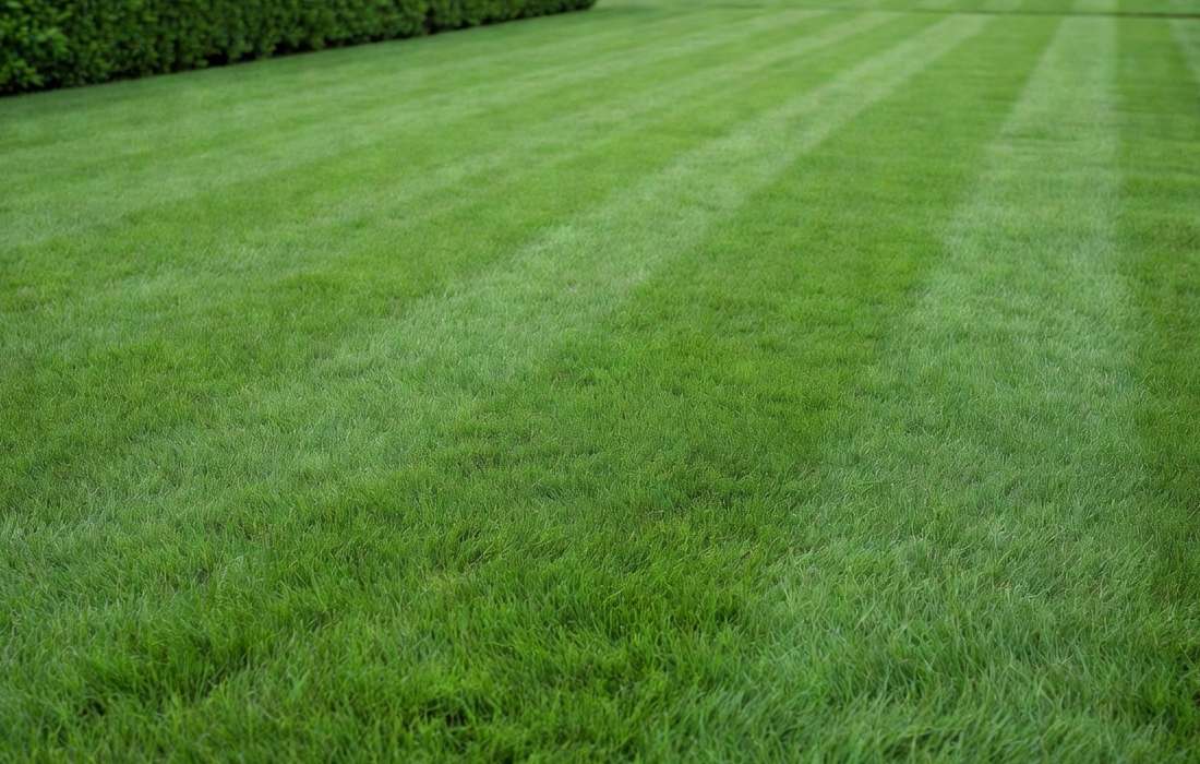 How to Get a Great Lawn With Steady Grass Care Habits