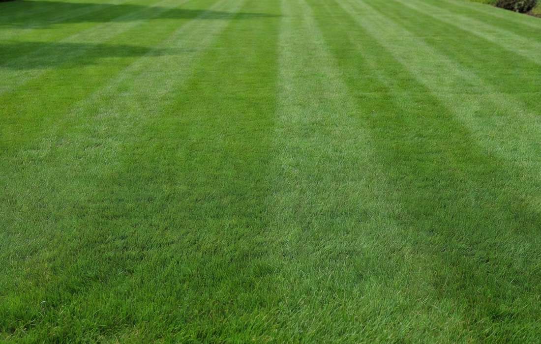freshly replaced striped lawn