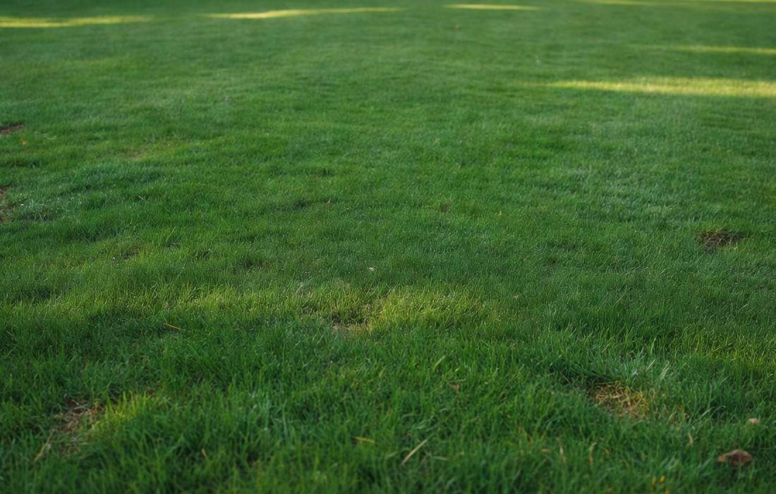 calm courtyard lawn