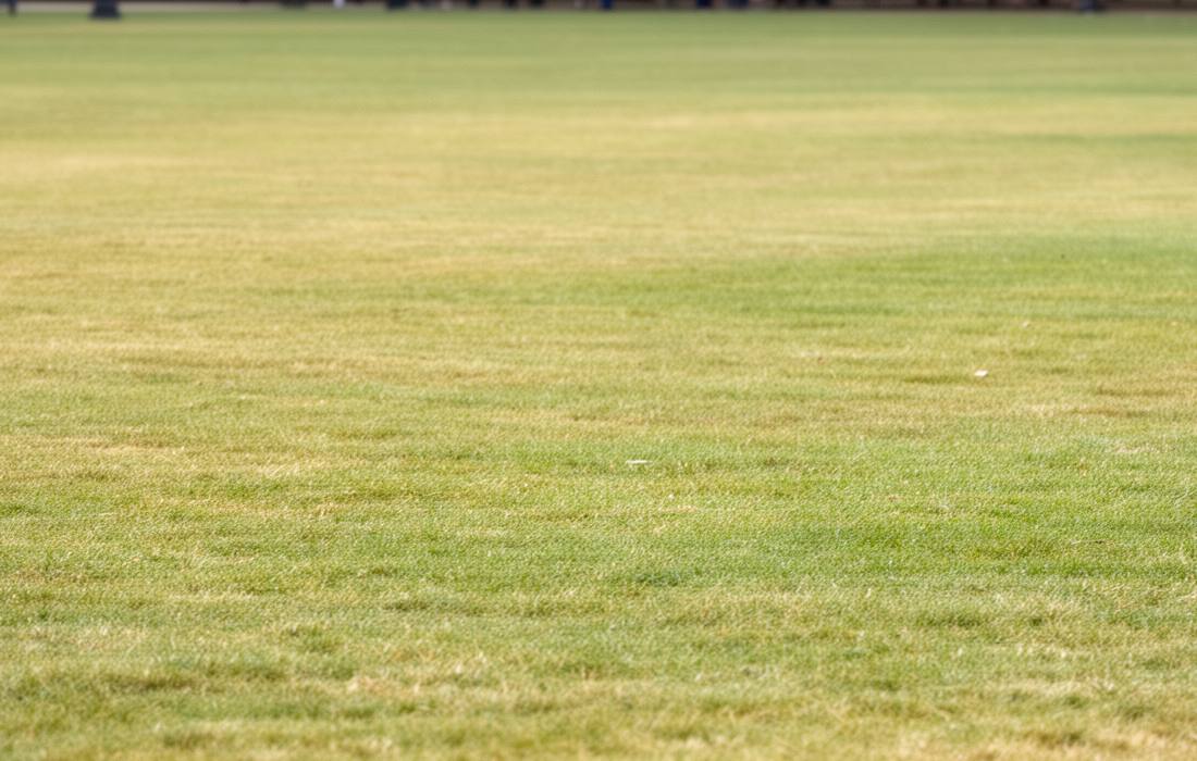 get rid of red thread in lawn