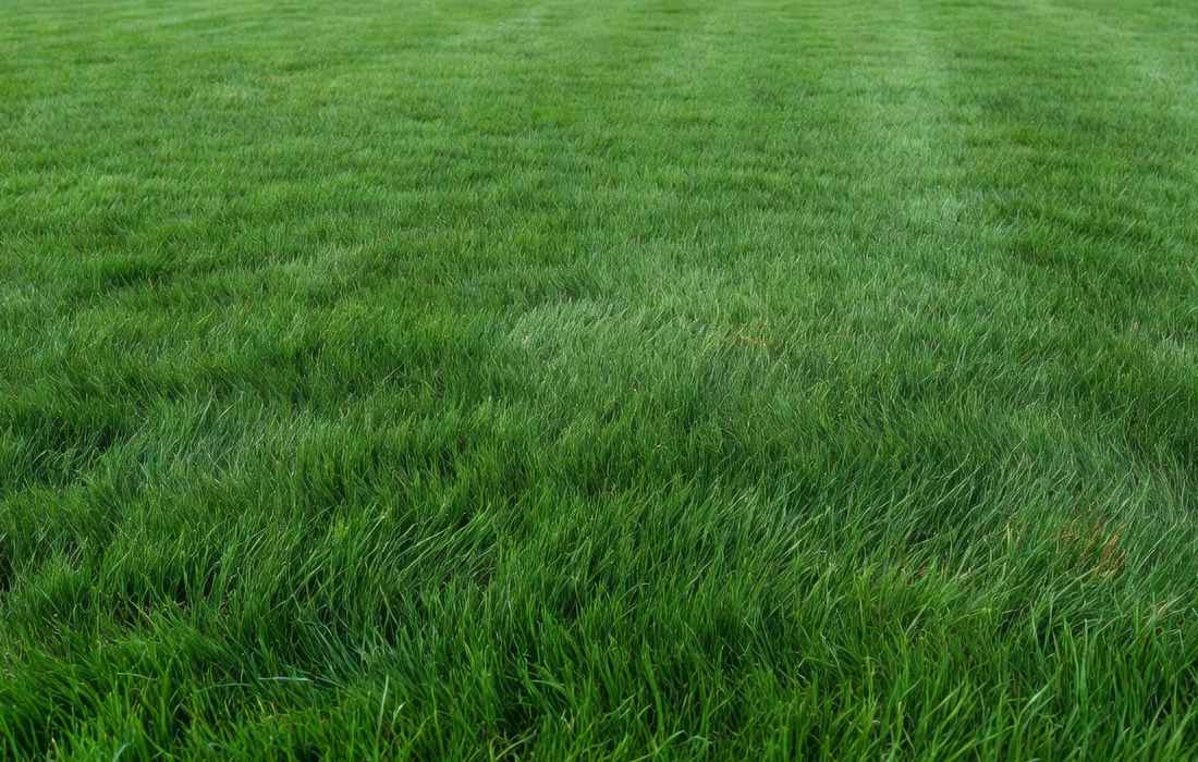 healthy lawn without holes