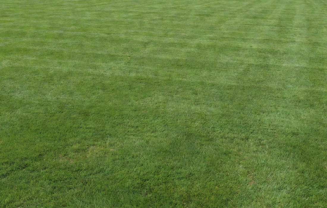 professionally cut striped lawn