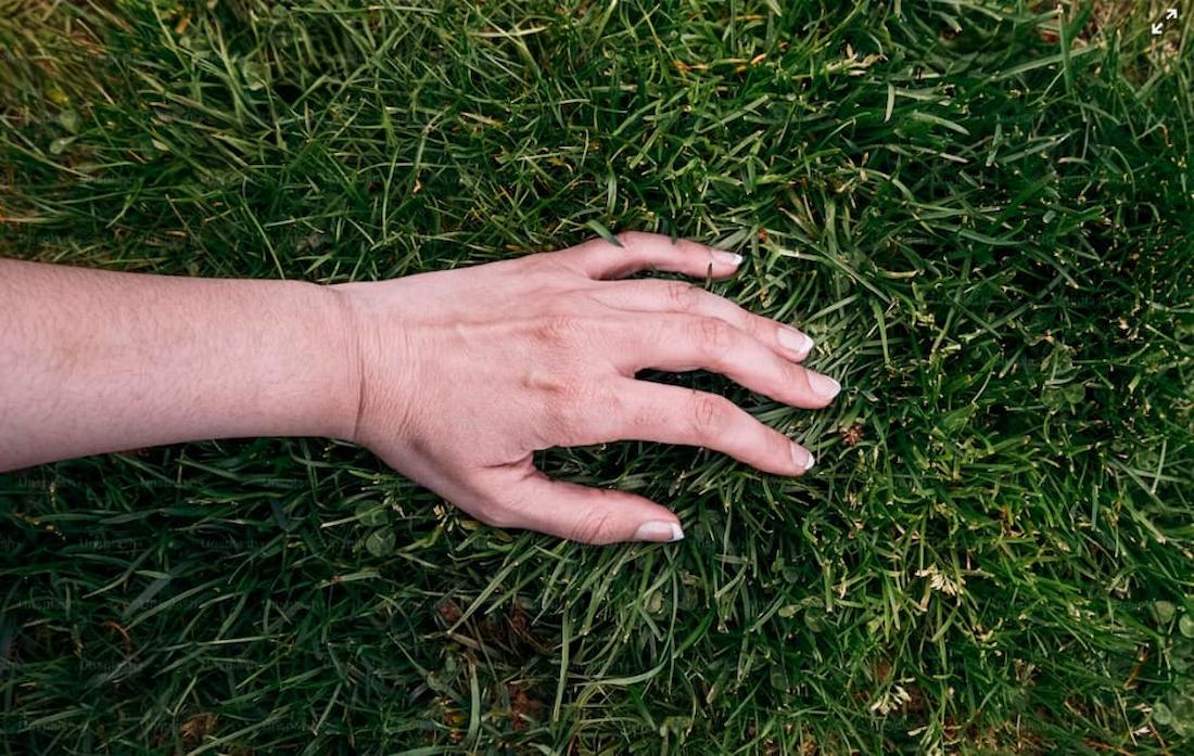 check for grubs in lawn