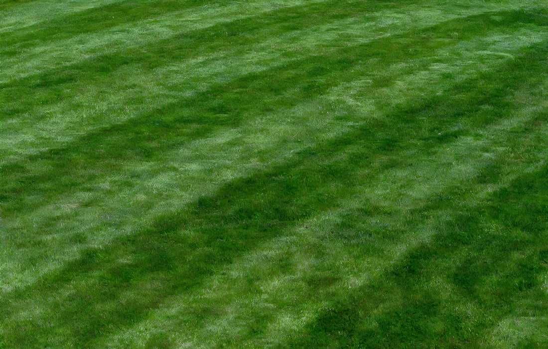 striped lawn