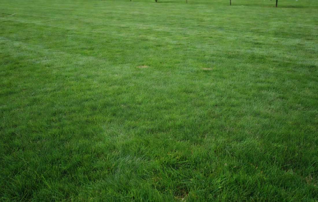 clover free green lawn