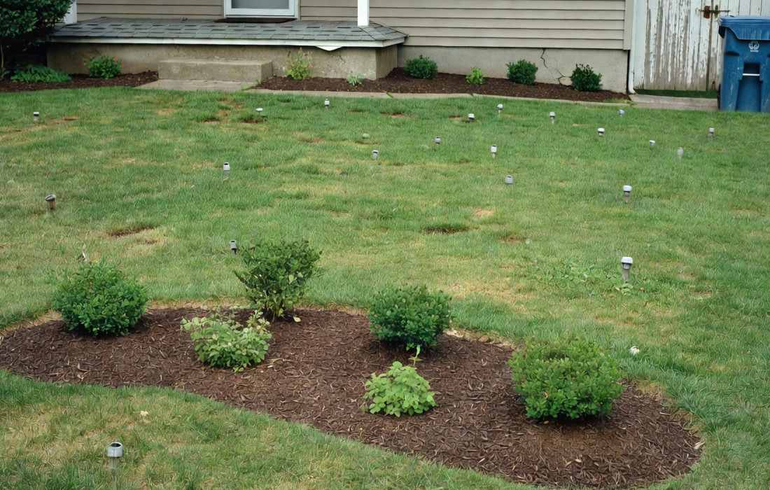lawn in garden