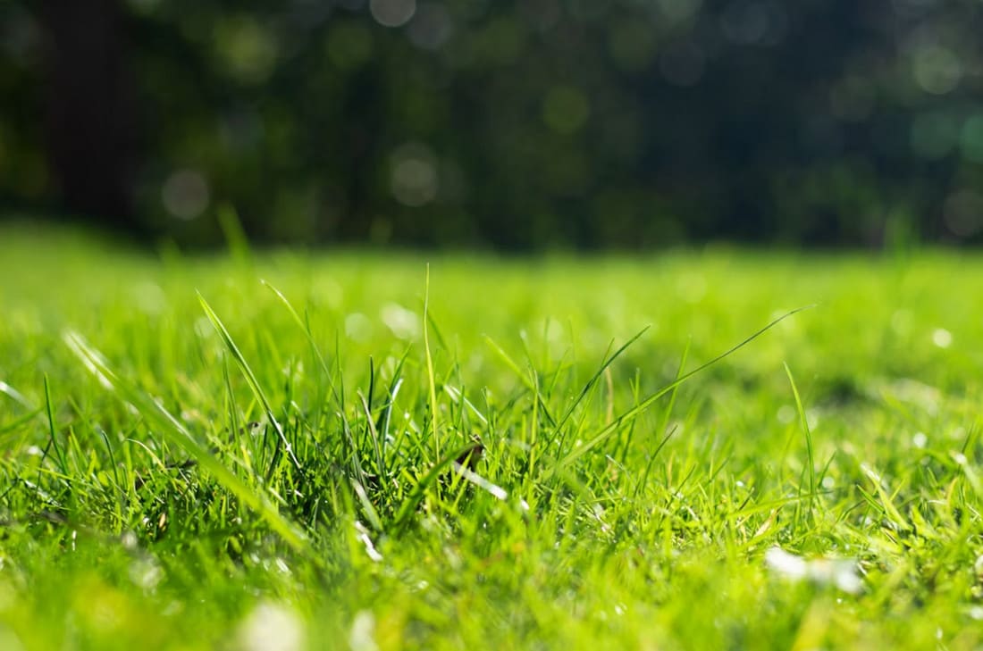 green grass