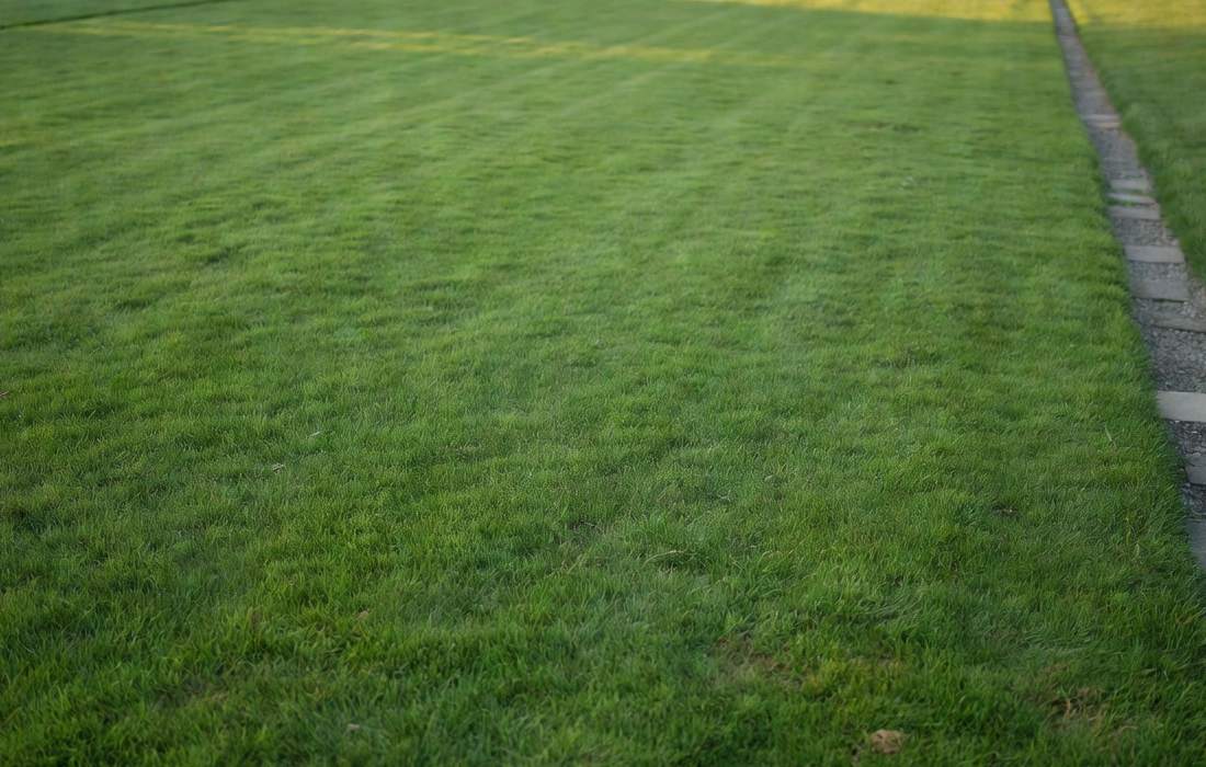 smooth lawn without ant hills