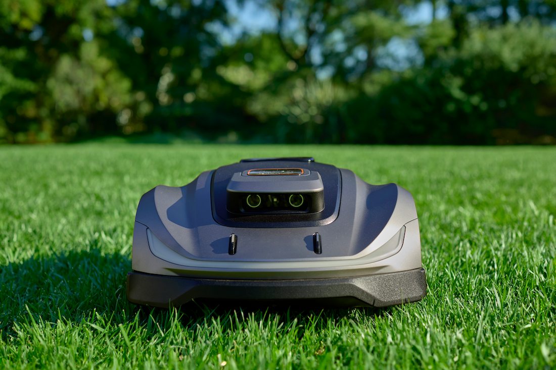 ryegrass for lawns
