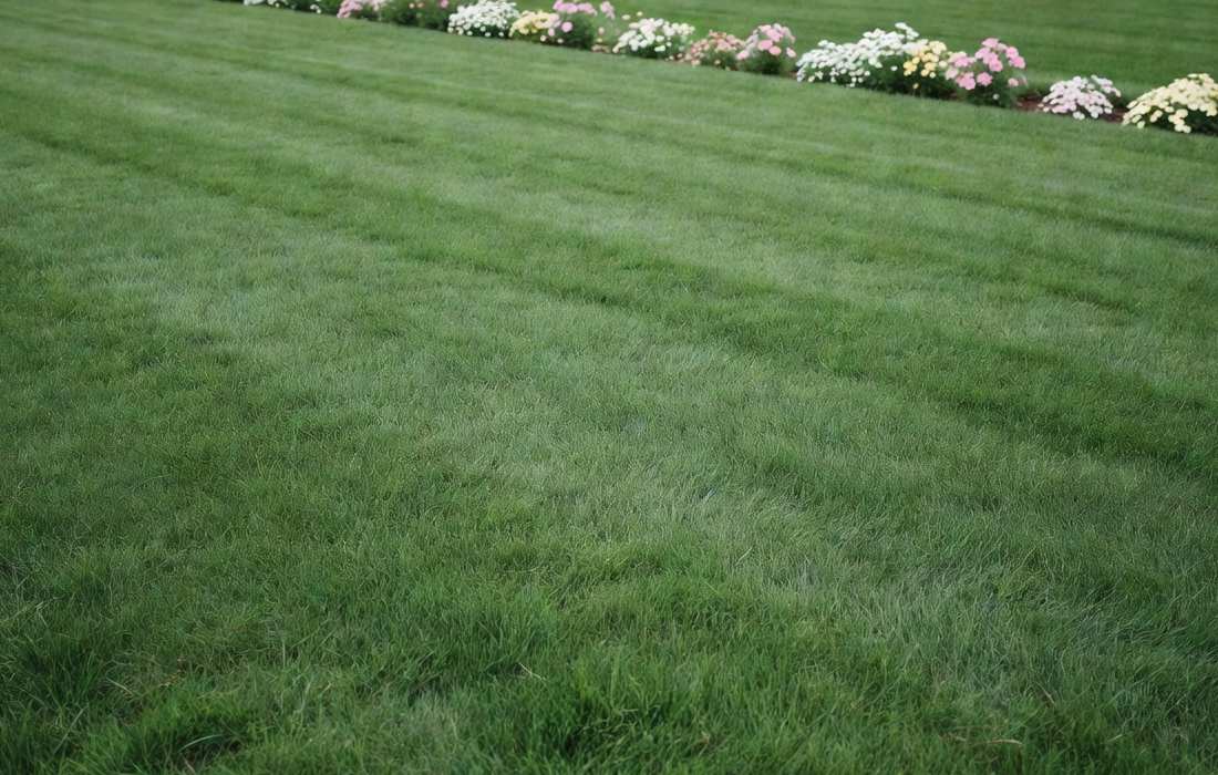 healthy lawn after aeration