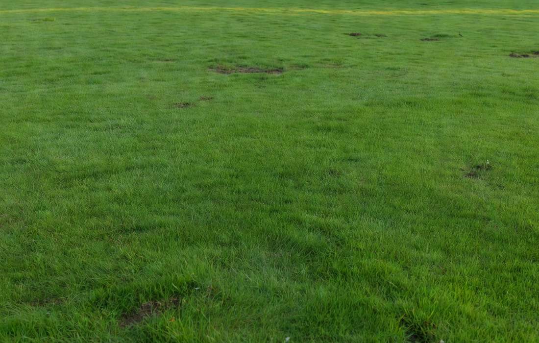 watered lawn after fertilizing