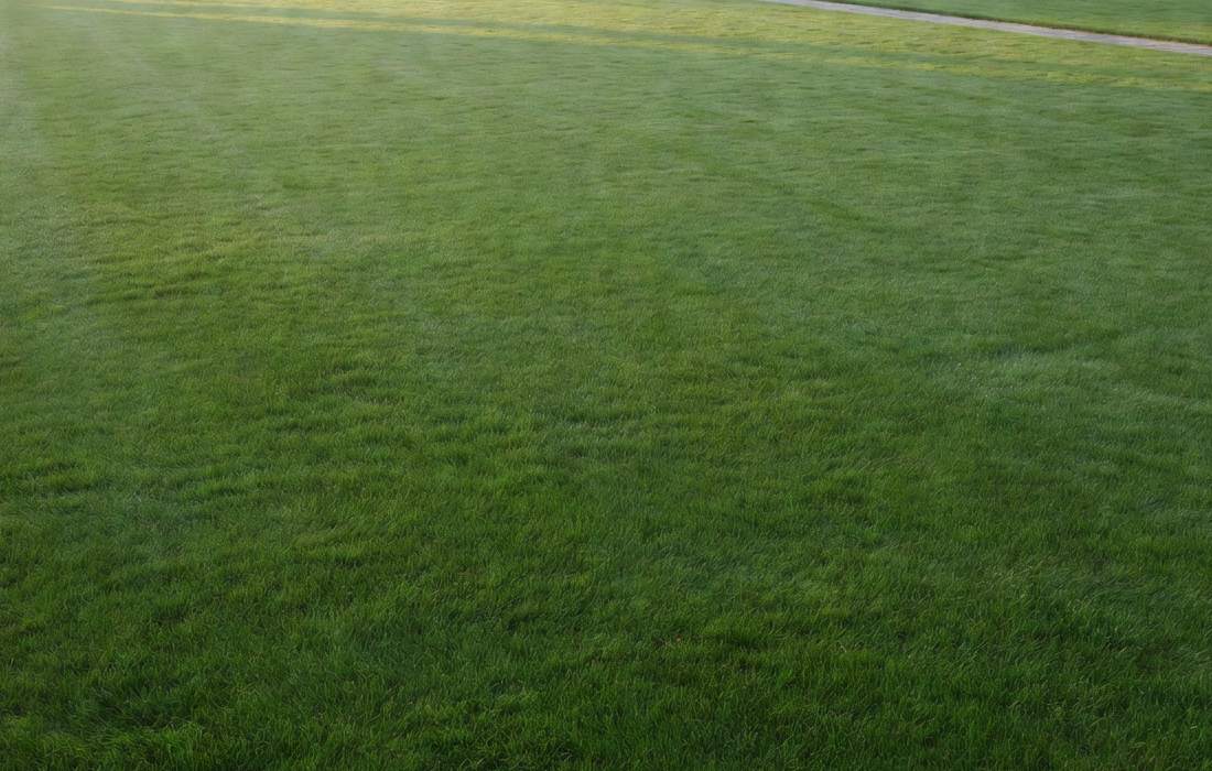 smooth rolled manicured lawn