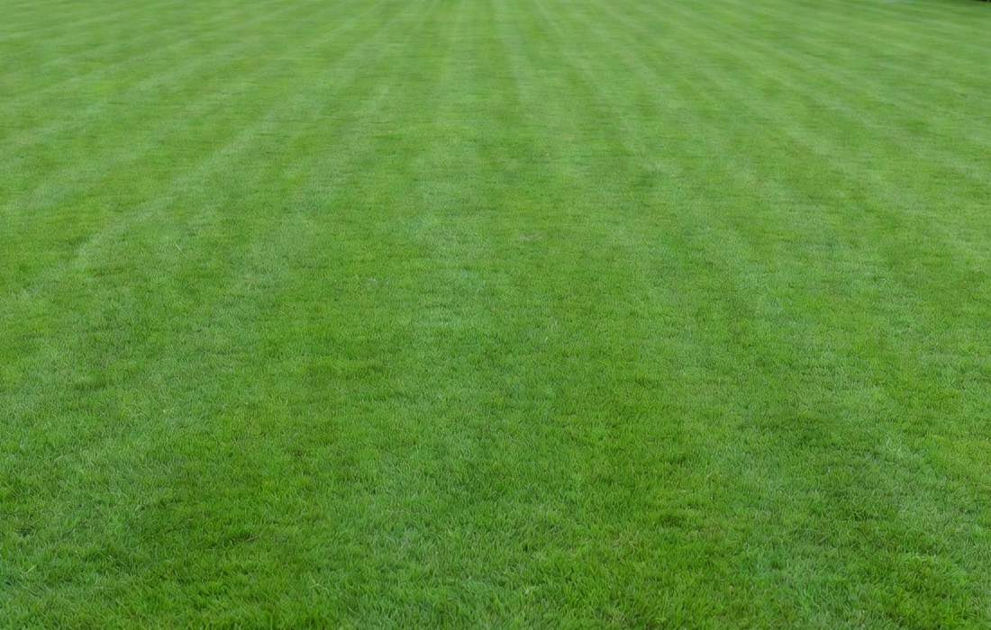 healthy striped lawn with potassium