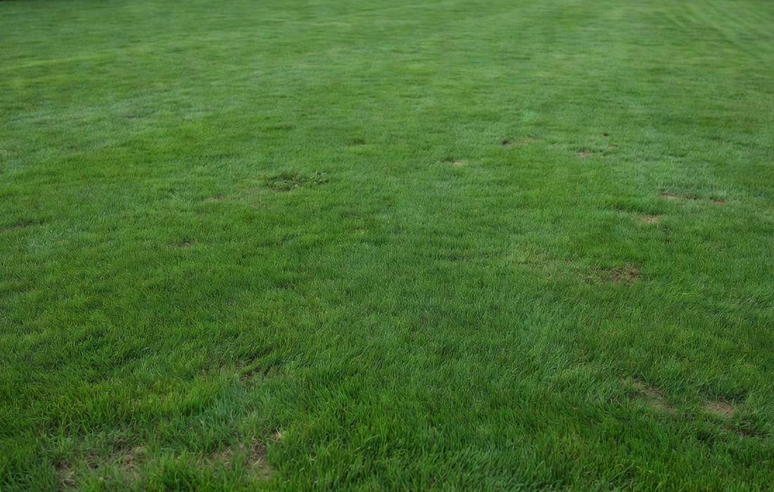 lawn cut to proper height
