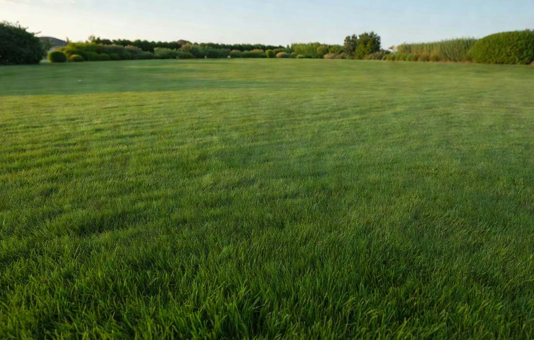 healthy lawn after liquid aeration