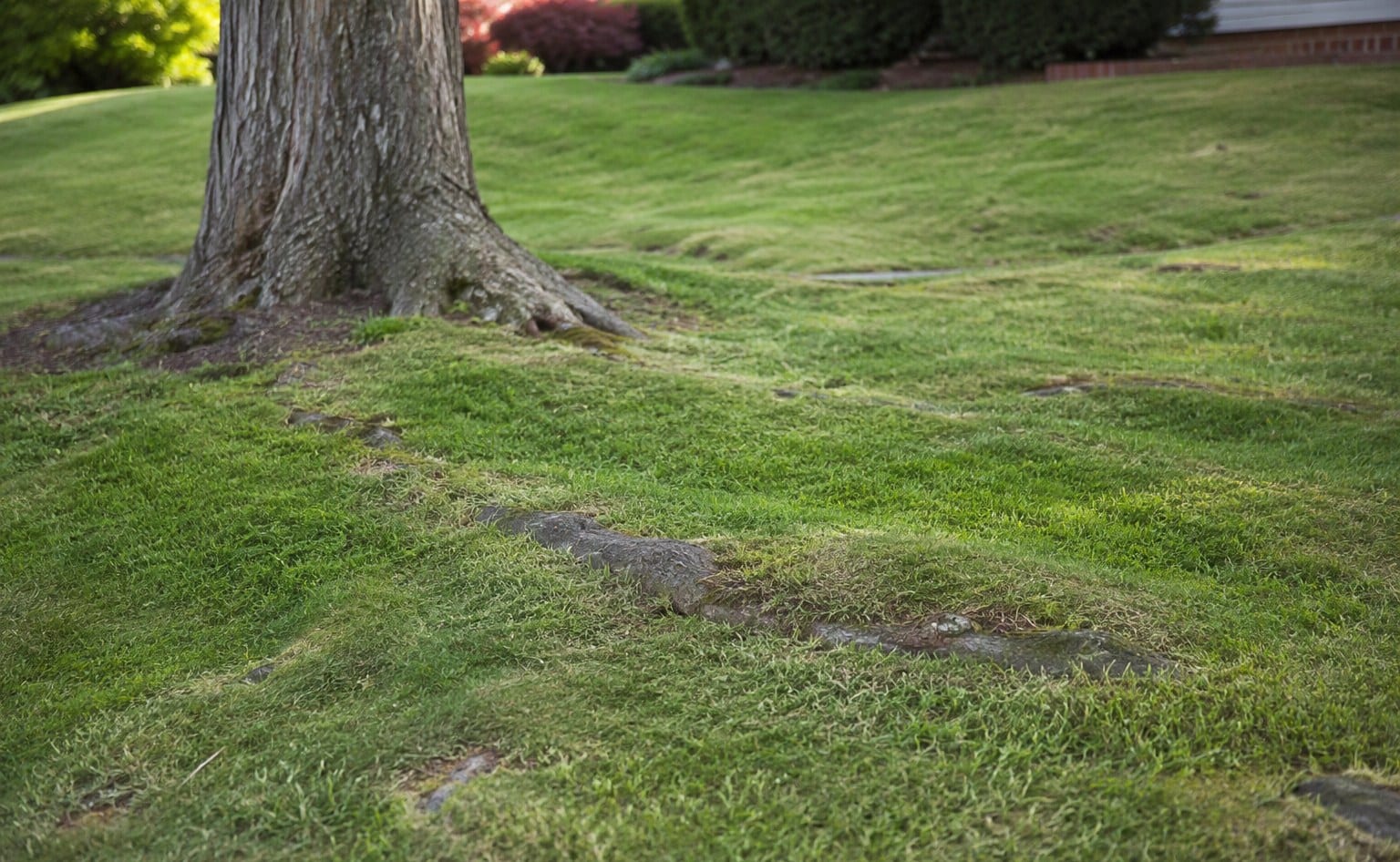 A maintained lawn with subtle ruts, small bumps and exposed tree roots